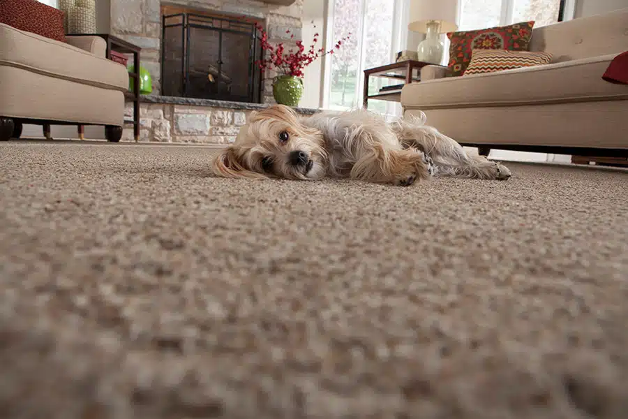 champion floor carpet